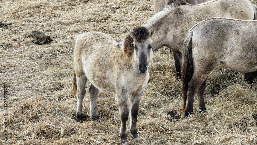 Polish horse