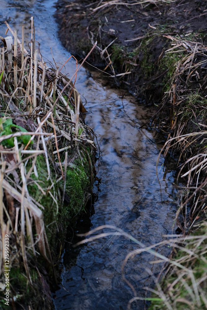 A small stream flows through the forest in early spring. A small stream flows through the forest in early spring.