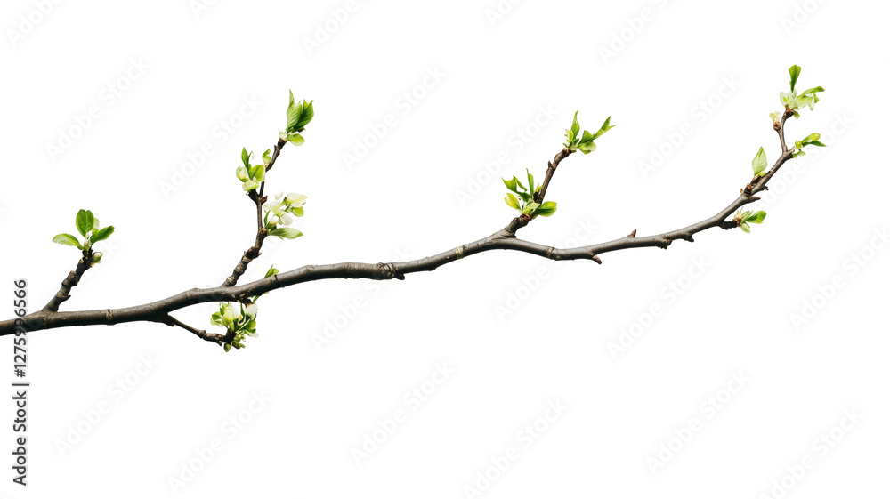 Fototapeta premium Emergence of Life: A bare branch adorned with delicate budding leaves, a photorealistic representation of the spring season and natural beauty, against a simple and elegant backdrop.