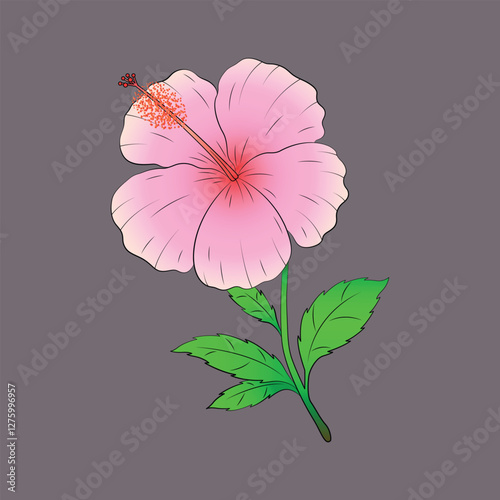Pink hibiscus flowers with branches and leaves. Hibiscus flower illustration.