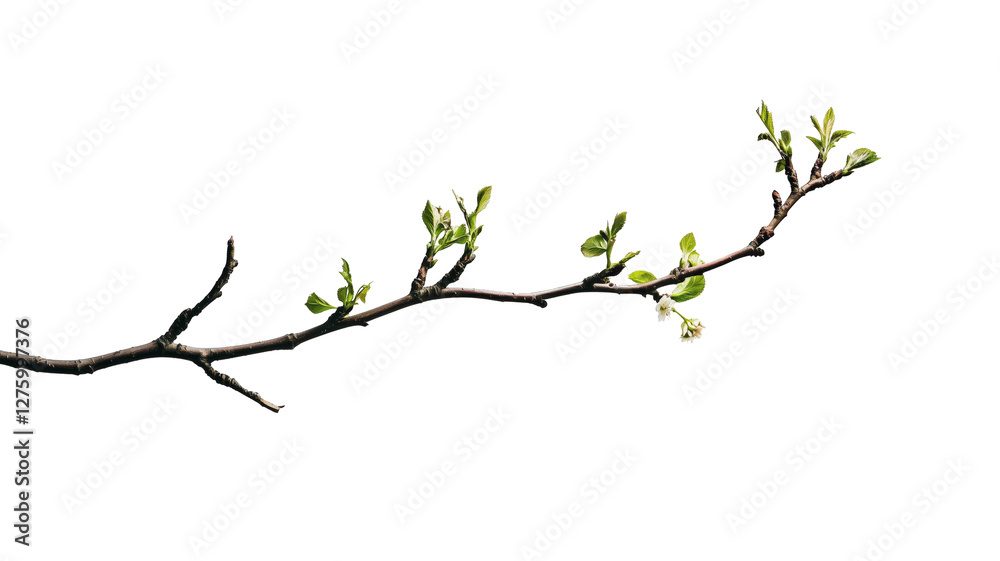 New Growth Branch: A close-up shot of a slender branch adorned with delicate, budding green leaves, symbolizing the fresh start and natural beauty of spring. New Growth Branch: A close-up shot of a slender branch adorned with delicate, budding green leaves, symbolizing the fresh start and natural beauty of spring.