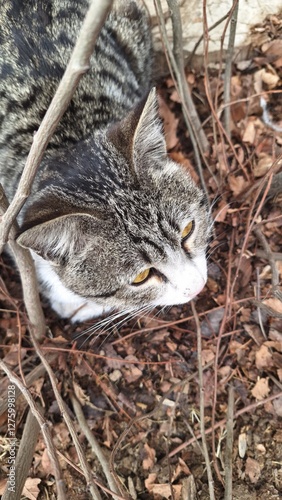 cat on the beach