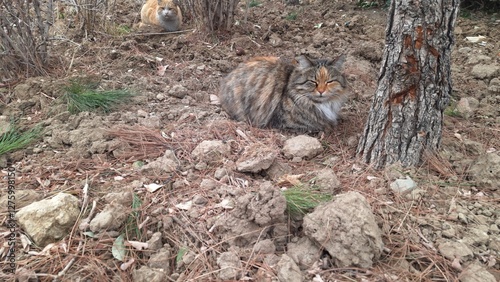Cats sitting in the garden
