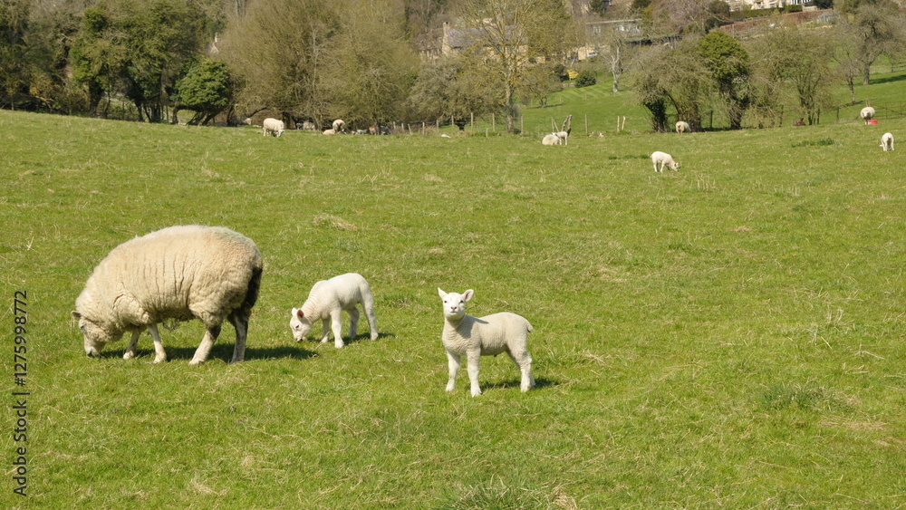 Countryside view of sheep and lambs grazing in a green meadow Countryside view of sheep and lambs grazing in a green meadow