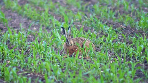 one European hare (Lepus europaeus) runs across a young corn field and looks for food in Hanover, Lower Saxony, Germany, Europe