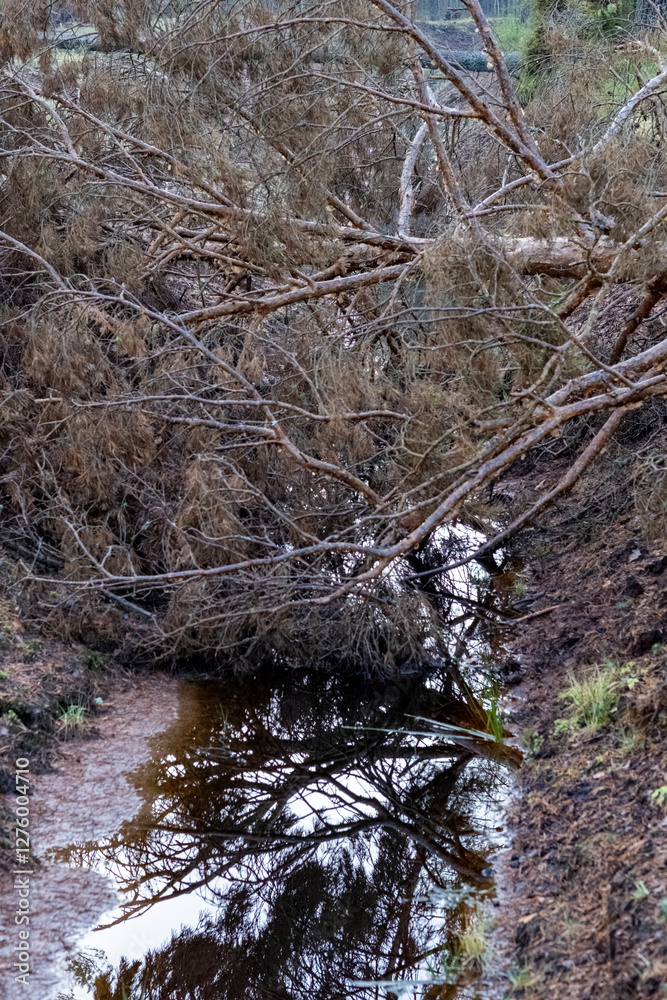 fallen trees over small ditch in the spring forest fallen trees over small ditch in the spring forest