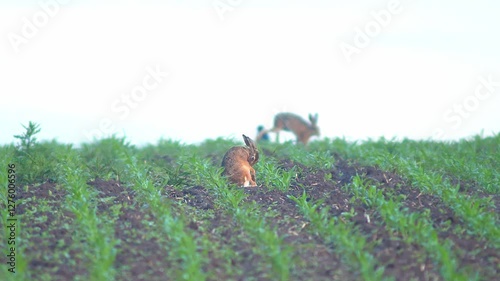one European hare (Lepus europaeus) runs across a young corn field and looks for food in Hanover, Lower Saxony, Germany, Europe