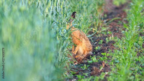 one European hare (Lepus europaeus) runs across a young corn field and looks for food in Hanover, Lower Saxony, Germany, Europe
