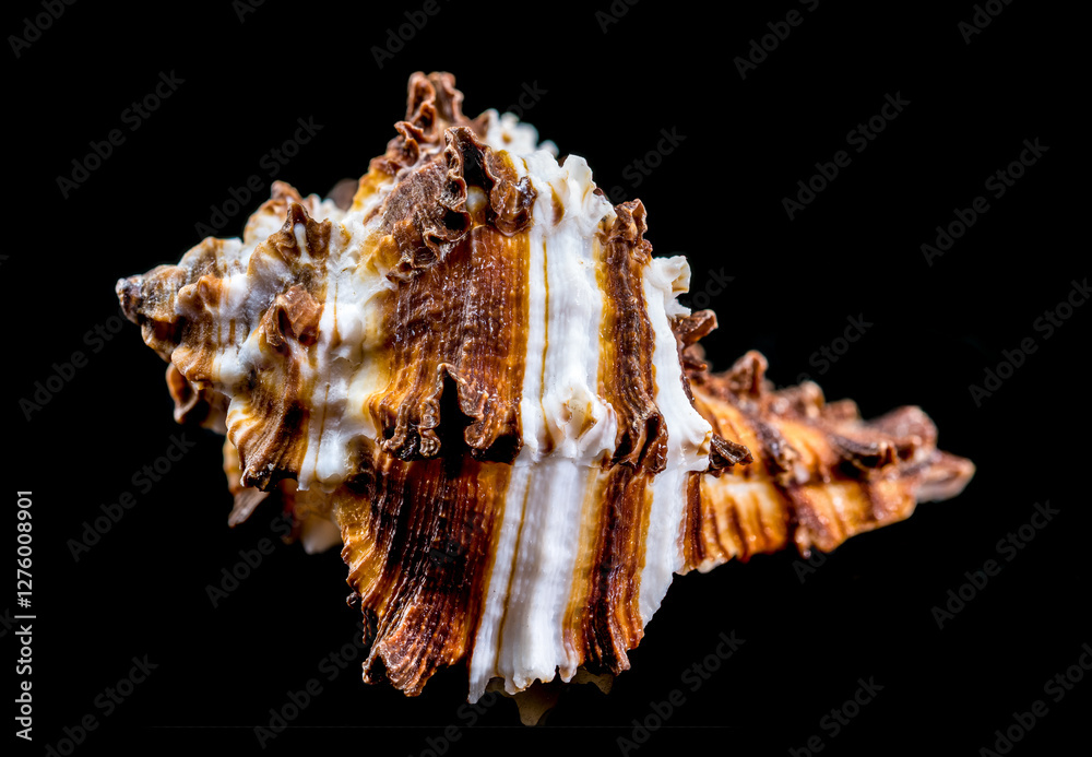 Endive Murex shell on black background