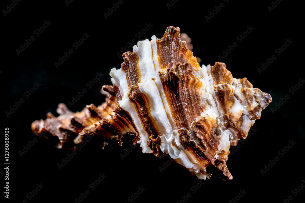 Endive Murex shell on black background Endive Murex shell on black background