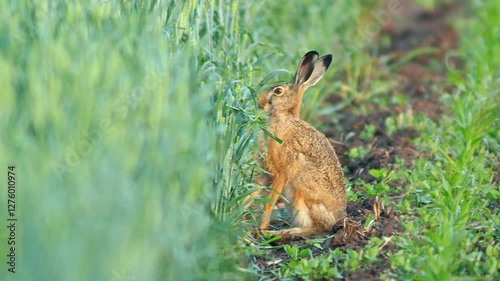 one European hare (Lepus europaeus) runs across a young corn field and looks for food in Hanover, Lower Saxony, Germany, Europe