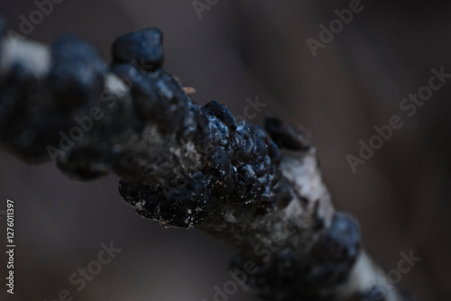 Exidia nigricans, saprotrophic fungus growing on an old rotten stump of a large deciduous tree. photo