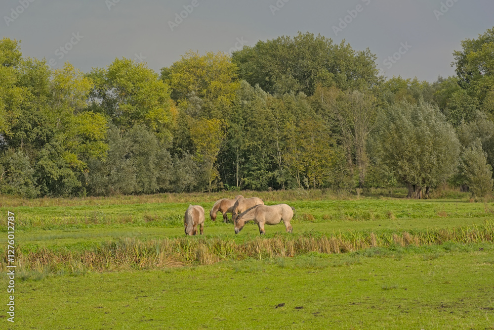 Herd of brown belgian draft horses grazing in a meadow with trees behind iin Bourgoyen nature reserve, Ghent, Flanders, Belgium Herd of brown belgian draft horses grazing in a meadow with trees behind iin Bourgoyen nature reserve, Ghent, Flanders, Belgium