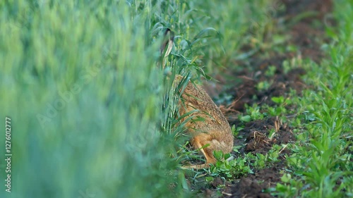 one European hare (Lepus europaeus) runs across a young corn field and looks for food in Hanover, Lower Saxony, Germany, Europe