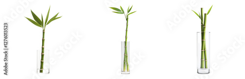 Fresh Green Bamboo Stems in Elegant Clear Vases Isolated on transparent background