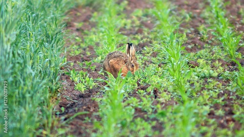 one European hare (Lepus europaeus) runs across a young corn field and looks for food in Hanover, Lower Saxony, Germany, Europe