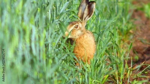 one European hare (Lepus europaeus) runs across a young corn field and looks for food in Hanover, Lower Saxony, Germany, Europe