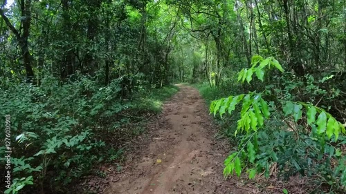 Walking in the woods