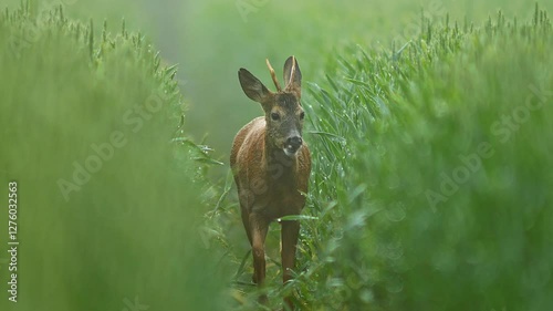 one Adult male roebuck walks through a green wheat field at sunrise and eats juicy ears of grain in Hanover, Lower Saxony, Germany, Europe