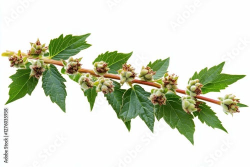 Castor Oil Plant. Herbal Medicine Bottle with Essential Oil for Aromatherapy and Spa Treatment