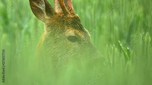 one Adult male roebuck walks through a green wheat field at sunrise and eats juicy ears of grain in Hanover, Lower Saxony, Germany, Europe