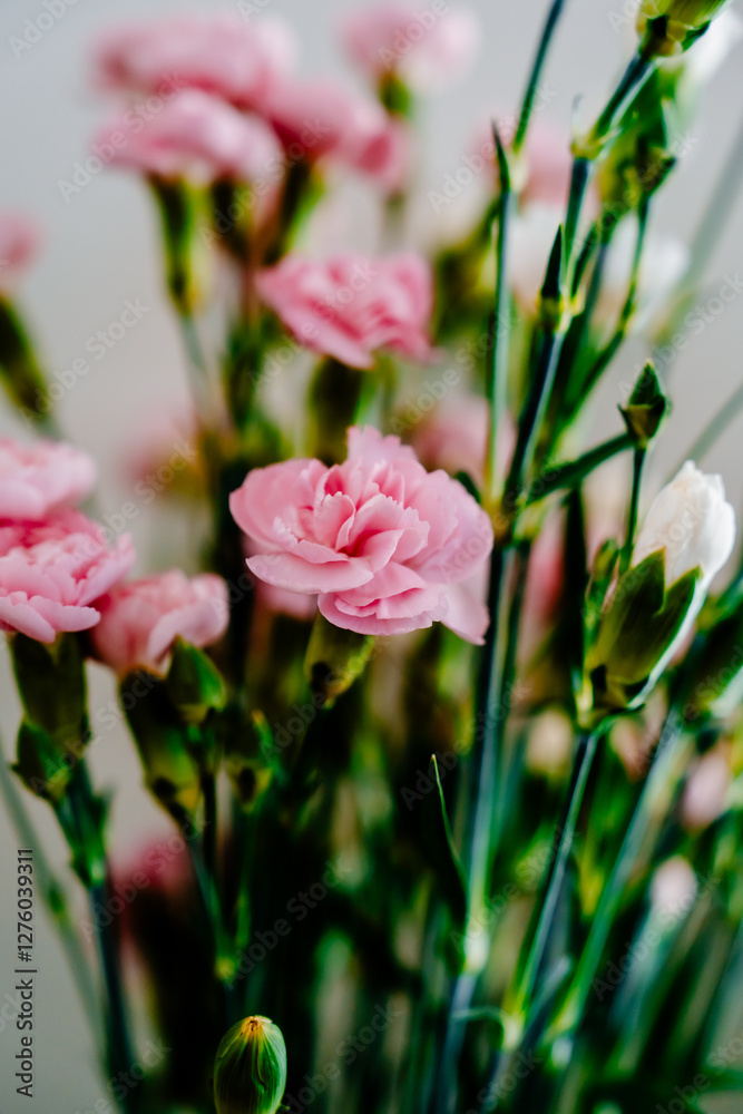 Fototapeta premium Beautiful pink and white flowers on a white background.