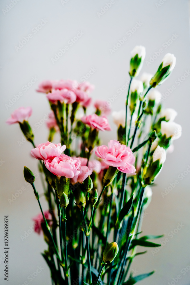 Beautiful pink and white flowers on a white background. Beautiful pink and white flowers on a white background.