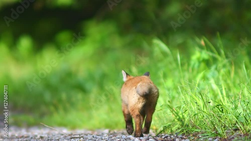 one young little cute fox puppy plays on a dirt road and discovers the world in Hanover, Lower Saxony, Germany, Europe