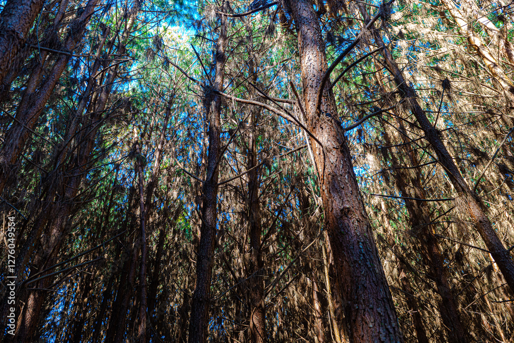 Obraz premium Reforestation of pinus elliot within a forest on the farm. Wood widely used in the pulp industry and in civil construction and furniture.