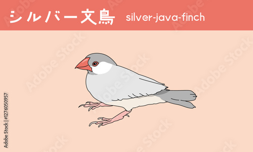 文鳥　シルバー文鳥　鳥　小鳥　Java finch