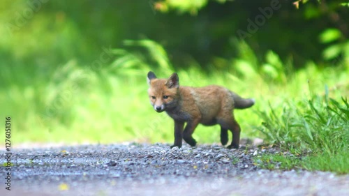 one young little cute fox puppy plays on a dirt road and discovers the world in Hanover, Lower Saxony, Germany, Europe