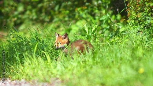 one young little cute fox puppy plays on a dirt road and discovers the world in Hanover, Lower Saxony, Germany, Europe
