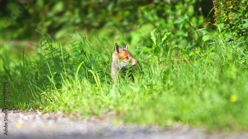one young little cute fox puppy plays on a dirt road and discovers the world in Hanover, Lower Saxony, Germany, Europe
