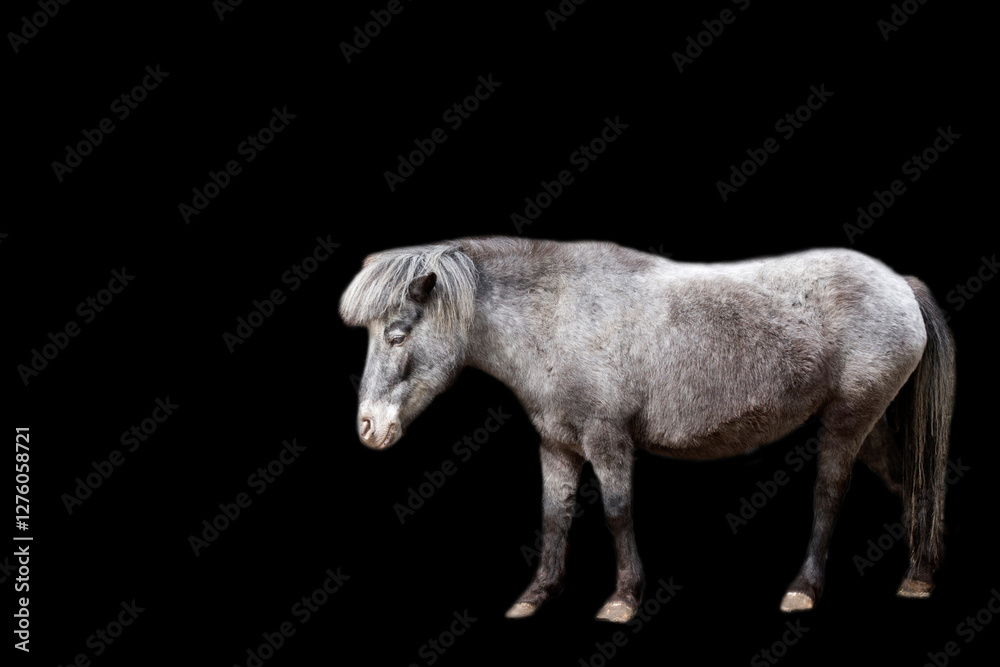 Obraz premium Pony on a black background
