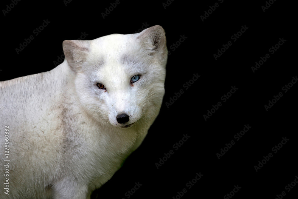 Naklejka premium Silver fox on a black background