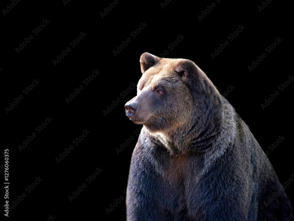 Fototapeta premium Brown bear on a black background.