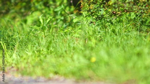 one young little cute fox puppy plays on a dirt road and discovers the world in Hanover, Lower Saxony, Germany, Europe