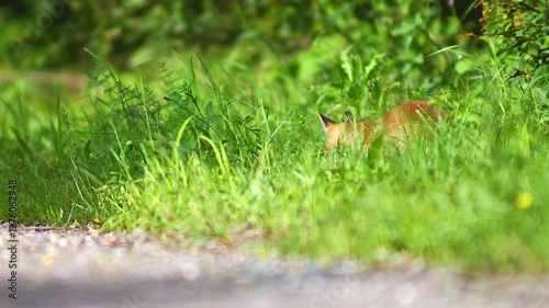 one young little cute fox puppy plays on a dirt road and discovers the world in Hanover, Lower Saxony, Germany, Europe
