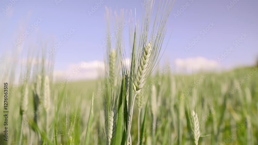 Green wheat field swaying in the wind, close-up shot, peaceful and serene atmosphere Green wheat field swaying in the wind, close-up shot, peaceful and serene atmosphere