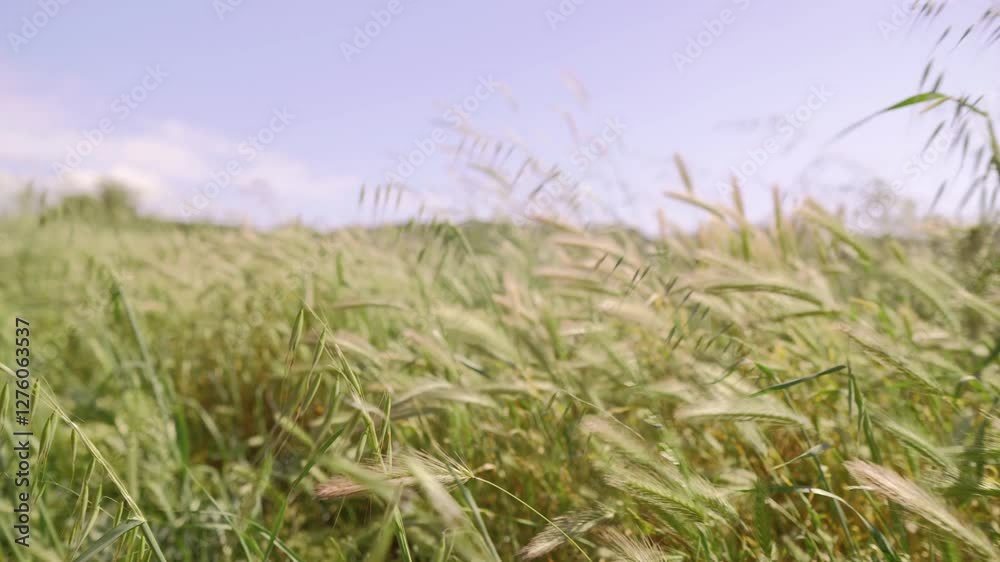 Golden wheat field sways in the wind under a bright sky, evoking serenity and nature Golden wheat field sways in the wind under a bright sky, evoking serenity and nature