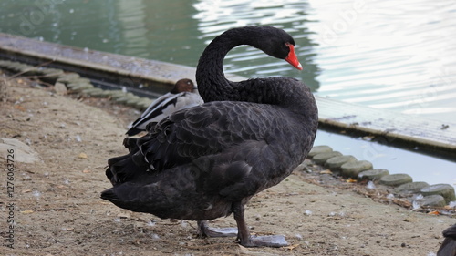 Cigno nero Cygnus atratus sulla riva del lago