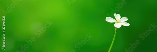 Simple white flower isolated on green background, plant, nature, single flower