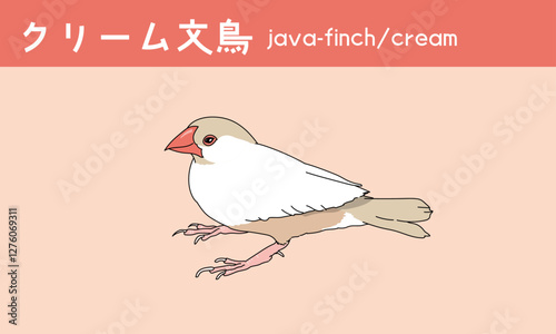 文鳥　クリーム文鳥　鳥　小鳥　Java finch