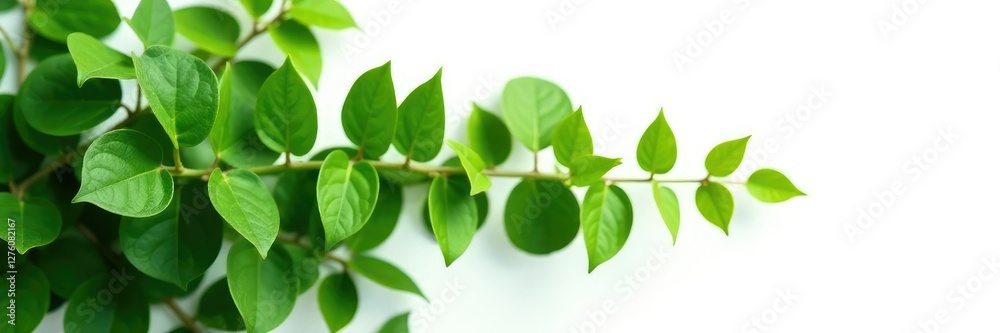 isolated green ivy against a plain white background, plant, plain, ivy isolated green ivy against a plain white background, plant, plain, ivy