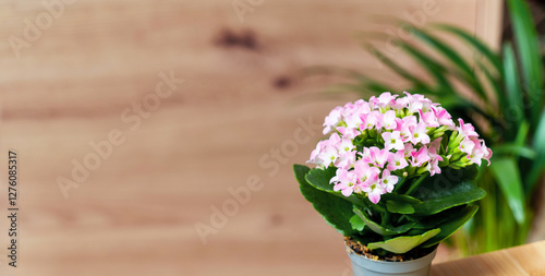 potted lilac kalanchoe flowers against wooden background photo