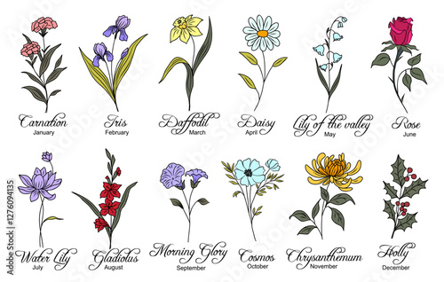 Set of birth month flowers colorful vector illustrations isolated. Carnation, daffodil, daisy, morning glory, chrysanthemum, cosmos, holly hand drawn design for logo, tattoo, wall art.