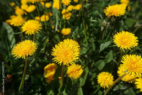 Obraz na płótnie meadow with blooming dandelions w salonie
