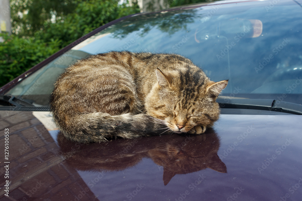 cat sleeping on the hood of a car