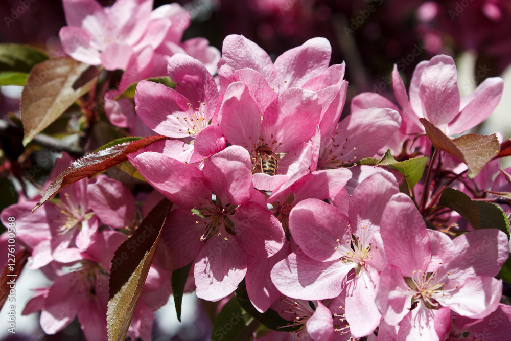 blossoming almond branch