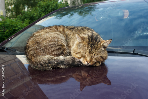 Obraz na płótnie cat sleeping on the hood of a car w salonie